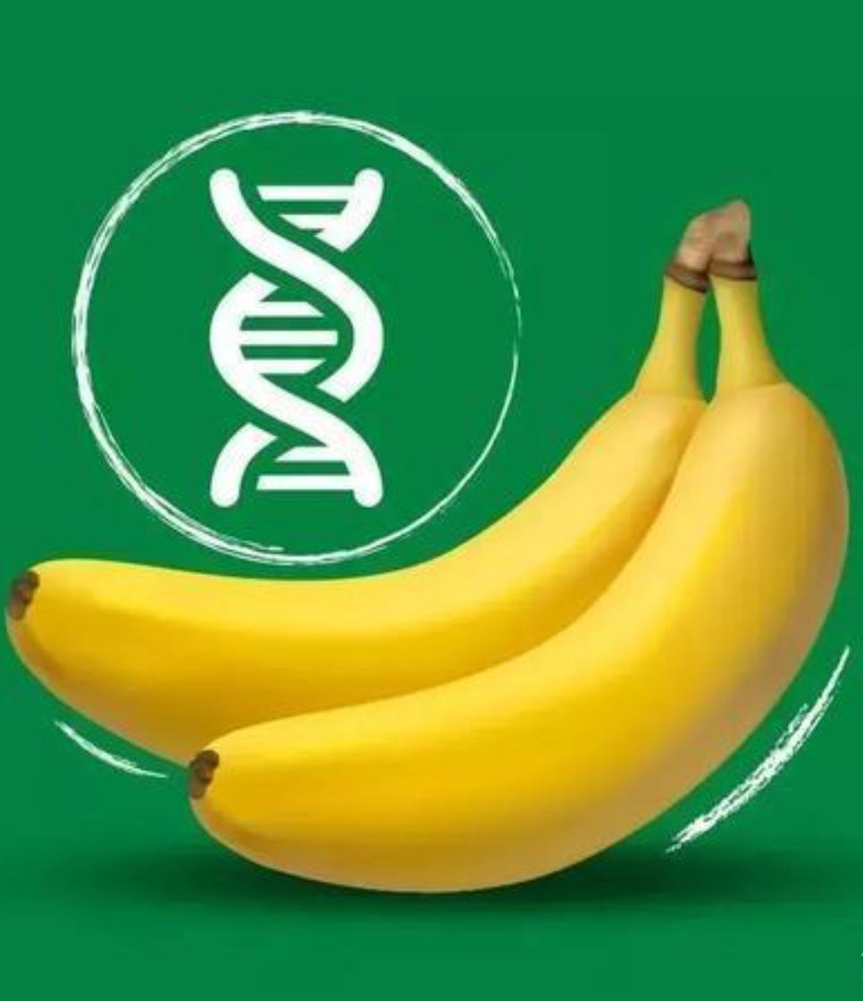 生物通用技术作品报告书:提取香蕉的 DNA|通用技术成果简介怎么写